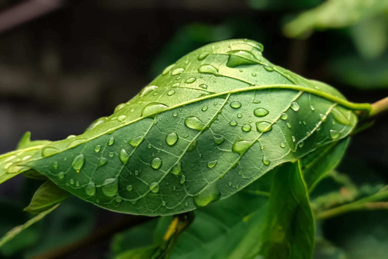 Agon Insight ISO 14001 - bilde av grønt blad.